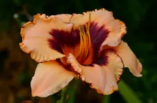 6f300meineLiebste.webp
