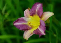 6Purplewaters.webp
