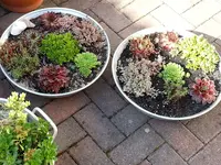 2015-07-16      Alu- Schüsseln.webp