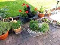 2015-07-16 Wännchen mit Jungen.webp