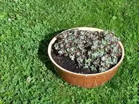 2015-07-16   grau-rosa Sedum.webp