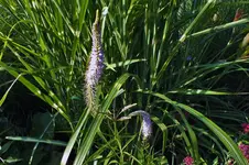 DSCF2274 (2).webp