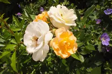 DSCF2145.webp