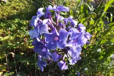 DSCF2059.webp