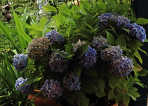 Endless Summer_eingefärbt_volle Blüte_17072015_700.webp