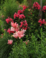 Lilie rosa_Phlox pink_700.webp