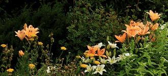 Lilien orange_weiss_Schafgarbe_gelb_Phlox weiss_640.webp