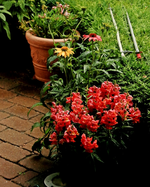 Löwenmäulchen_korallenrot_voll erblüht_640.webp