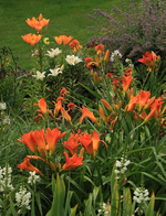 Taglilie_Echi_Lilien_alles orange_Blickachse_700.webp