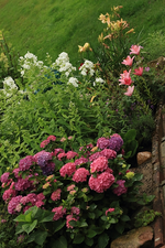 Treppenabgang links_Hortensie pink; Phlox weiss_Lilie rosa und gelb_700.webp