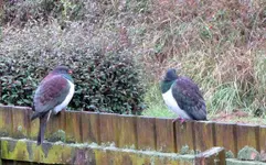 Copy of IMG_1647v.webp