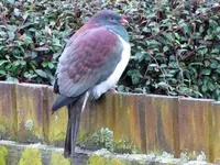 Copy of IMG_1649v.webp
