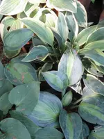 034_576x768.webp