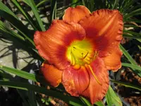 barnimer rot_1024x768.webp