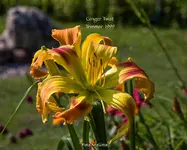 IMG_2337.webp