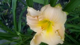 Flaming June.webp