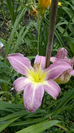 Orchid Corsage 2.webp