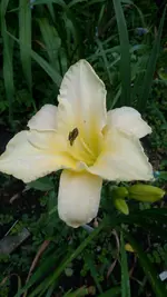 So Lovely.webp