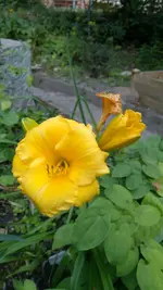 Stella D´Oro.webp
