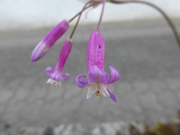 P1470063.webp