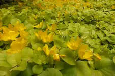 DSCF2176.webp