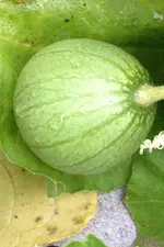 Wassermelone.jpg