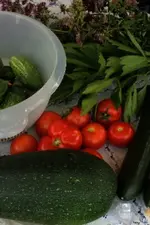 Tomaten.webp