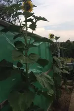 Sonnenblume 1.webp