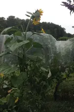 Sonnenblume2.webp