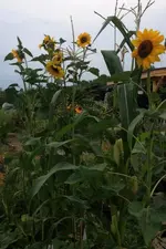Sonnenblumen3.webp