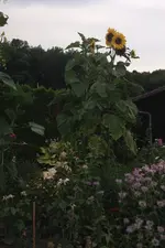Sonnenblumen4.webp