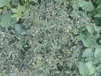 20150717_171824.webp
