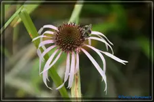 E. blassblütig.webp