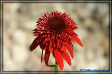 E. Eccentric.webp