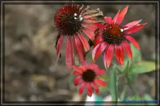 E. Hot Summer.webp