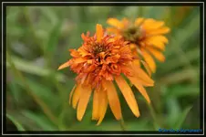 E. Marmelade.webp