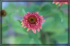 E. Meteor Red.webp