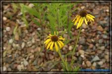 E. paradoxa.webp
