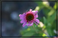E. Pink Double Daylight.webp