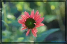 E. Red Sommer.webp