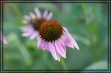 E. Roter Sonnenhut.webp