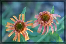 E. Secret Desire.webp