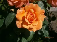P7170736.webp