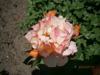 P7170737.webp