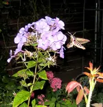 IMG_5561.webp