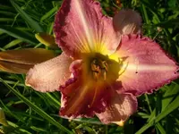 k-DSCI3585.webp