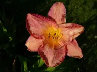 k-DSCI3586.webp