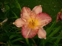 k-DSCI3593.webp