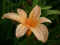 k-DSCI3596.webp