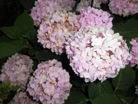 Bilda003.webp